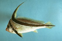 To FishBase images (<i>Equetus lanceolatus</i>, by Flescher, D.)