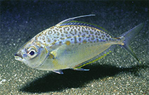 Image of Equulites leuciscus (Whipfin ponyfish)