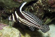 To FishBase images (<i>Equetus punctatus</i>, Neth Antilles, by Patzner, R.)