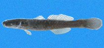 To FishBase images (<i>Erotelis armiger</i>, Panama, by Robertson, R.)