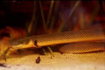 Image of Erpetoichthys calabaricus (Reedfish)