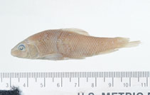 Image of Erimyzon claviformis (Western creek chubsucker)