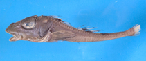 To FishBase images (<i>Ereunias grallator</i>, by Shao, K.T.)
