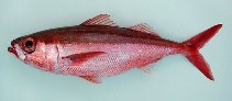 To FishBase images (<i>Erythrocles monodi</i>, Cape Verde, by Cambraia Duarte, P.M.N. (c)ImagDOP)