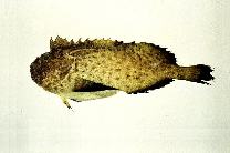 To FishBase images (<i>Erisphex pottii</i>, Chinese Taipei, by Shao, K.T.)