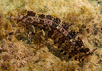 To FishBase images (<i>Ericentrus rubrus</i>, New Zealand, by Caiger, P.)