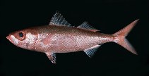 To FishBase images (<i>Erythrocles schlegelii</i>, Ryukyu Is., by Randall, J.E.)