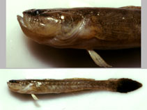 To FishBase images (<i>Erotelis smaragdus</i>, Brazil, by Macieira, R.M.)