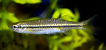 Image of Esomus lineatus (Striped flying barb)