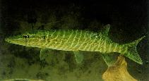 To FishBase images (<i>Esox lucius</i>, Germany, by Zienert, S.)