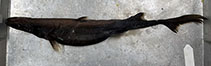 To FishBase images (<i>Etmopterus brachyurus</i>, Japan, by Krajangdara, T.)