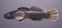 To FishBase images (<i>Etheostoma chienense</i>, USA, by Page, L.M.)