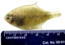 To FishBase images (<i>Etropus cyclosquamus</i>, USA, by Marotta, D.)