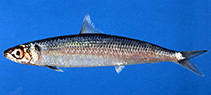 To FishBase images (<i>Etrumeus golanii</i>, Cyprus, by Golani, D.)