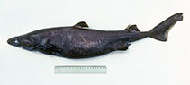 To FishBase images (<i>Etmopterus granulosus</i>, Australia, by Graham, K.)