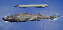 To FishBase images (<i>Etmopterus schultzi</i>, by NOAA\NMFS\Mississippi Laboratory)