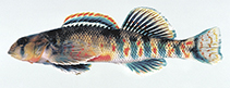 Image of Etheostoma kanawhae (Kanawha darter)