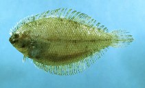 Image of Etropus microstomus (Smallmouth flounder)