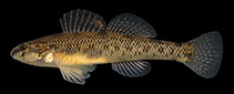 To FishBase images (<i>Etheostoma nigrum</i>, USA, by Markwell, B.)