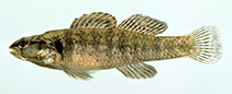 Image of Etheostoma okaloosae (Okaloosa darter)