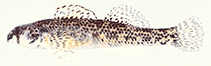 Image of Etheostoma podostemone (Riverweed darter)