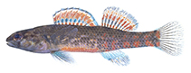 Image of Etheostoma swaini (Gulf darter)