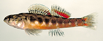 Image of Etheostoma tallapoosae (Tallapoosa darter)