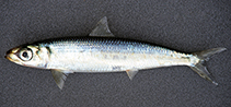 To FishBase images (<i>Etrumeus wongratanai</i>, South Africa, by Chater, S.)