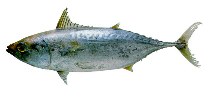 To FishBase images (<i>Euthynnus alletteratus</i>, by JAMARC)