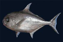 To FishBase images (<i>Eumegistus brevorti</i>, Brazil, by Carvalho Filho et al)