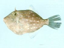 To FishBase images (<i>Eubalichthys caeruleoguttatus</i>, by CSIRO)