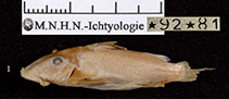 Image of Euchilichthys dybowskii 