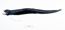To FishBase images (<i>Eustomias enbarbatus</i>, Australia, by Graham, K.)