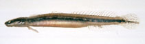 Image of Eutaeniichthys gilli 