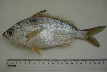 To FishBase images (<i>Eucinostomus gula</i>, Brazil, by Vaske Jr., T.)