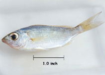 Image of Eucinostomus harengulus (Tidewater mojarra)