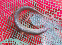 Image of Caspiomyzon hellenicus (Greek brook lamprey)