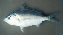 To FishBase images (<i>Eucinostomus jonesii</i>, Brazil, by Carvalho Filho, A.)