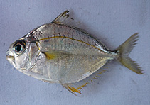 To FishBase images (<i>Eubleekeria jonesi</i>, Indonesia, by Wiadnya, D.G.R.)