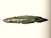 Image of Euristhmus lepturus (Long-tailed catfish)