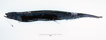 To FishBase images (<i>Eustomias macrurus</i>, Australia, by Graham, K.)