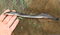 Image of Eudontomyzon mariae (Ukrainian brook lamprey)