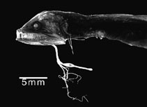 To FishBase images (<i>Eustomias monodactylus</i>, by Sutton, T.T.)