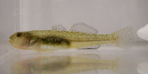 To FishBase images (<i>Eucyclogobius newberryi</i>, USA, by Greg Goldsmith, U.S. Fish and Wildlife Service)
