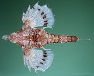 To FishBase images (<i>Eurypegasus papilio</i>, Hawaii, by Randall, J.E.)