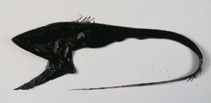 To FishBase images (<i>Eurypharynx pelecanoides</i>, by Orlov, A.)