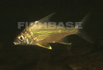 To FishBase images (<i>Eugerres plumieri</i>, Mexico, by Artigas Azas, J.M.)