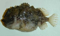 To FishBase images (<i>Eumicrotremus spinosus</i>, by Byrkjedal, I.)