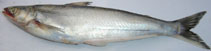Image of Eutropiichthys vacha (Batchwa vacha)