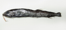 To FishBase images (<i>Eupogonesthes xenicus</i>, by Shao, K.T.)